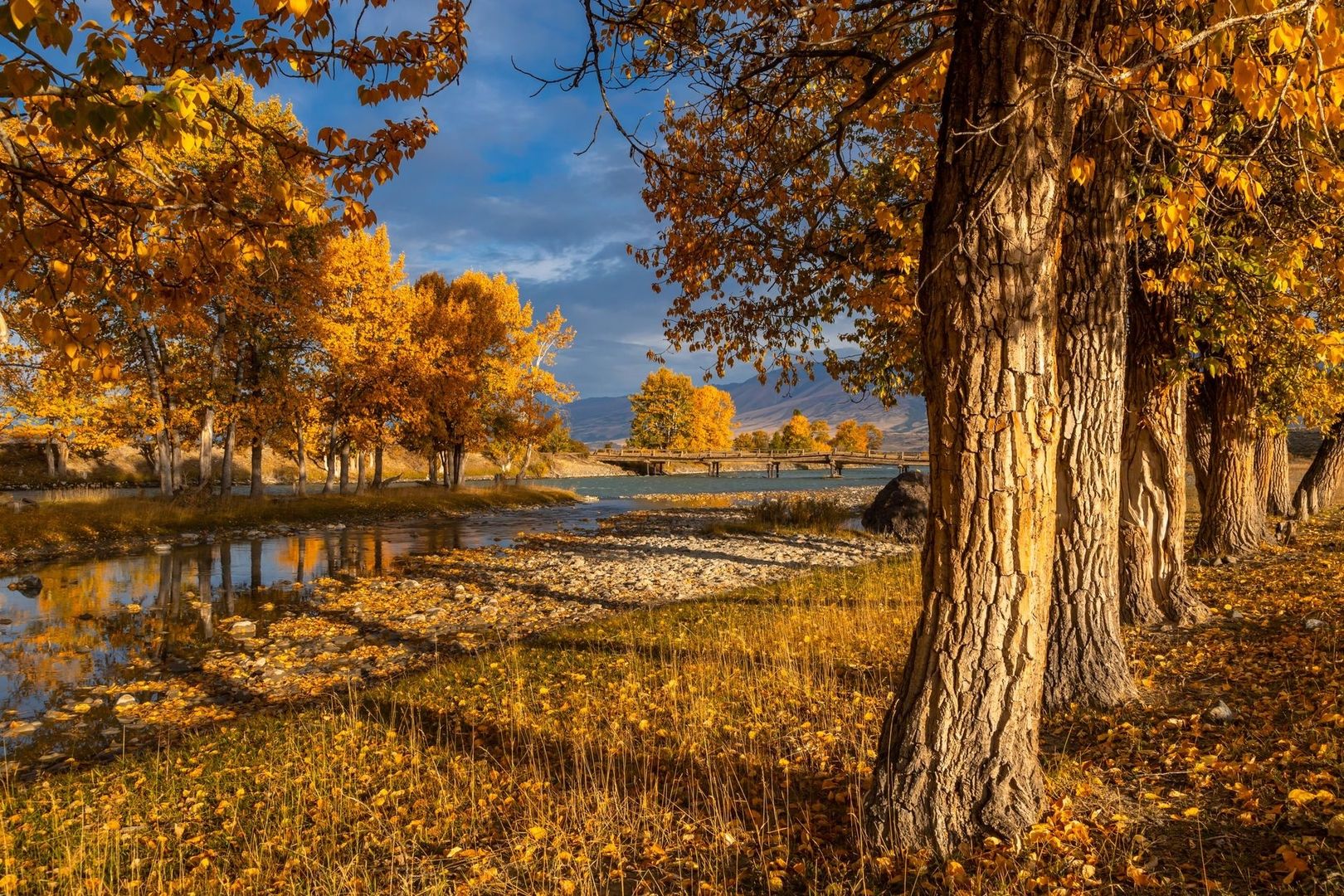 Autumn cottonwoods lining a river corridor beneath distant Utah mountains